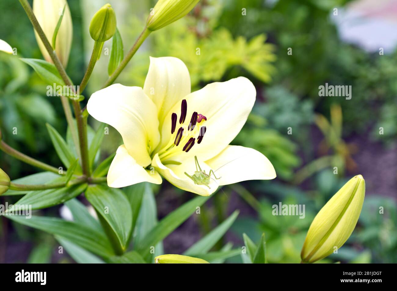 Fleur de Lily sur un fond d'herbe verte. Sauterelle sur un pétale de lys. Bel arrière-plan d'été. Macro Banque D'Images