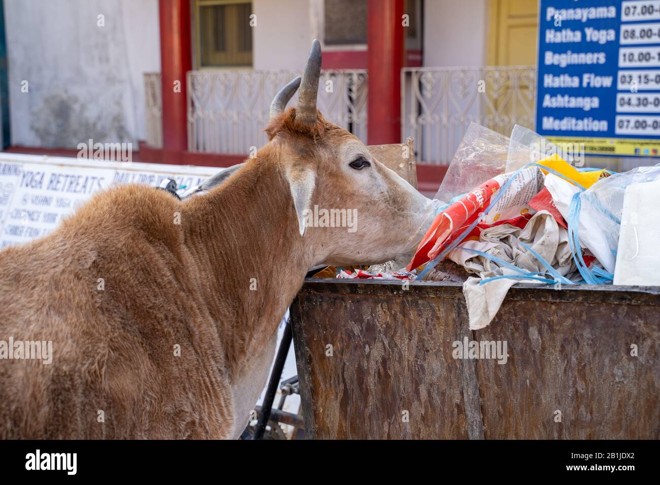 Rishikesh, Inde - Feburay 22, 2020: La vache affamée gronde à travers une benne à ordures à la recherche de nourriture Banque D'Images