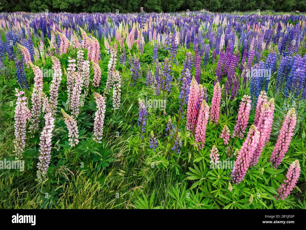 Russell Lupins Fleurit Dans La Vallée De Lindas, Région D'Otago, Île Du Sud, Nouvelle-Zélande Banque D'Images