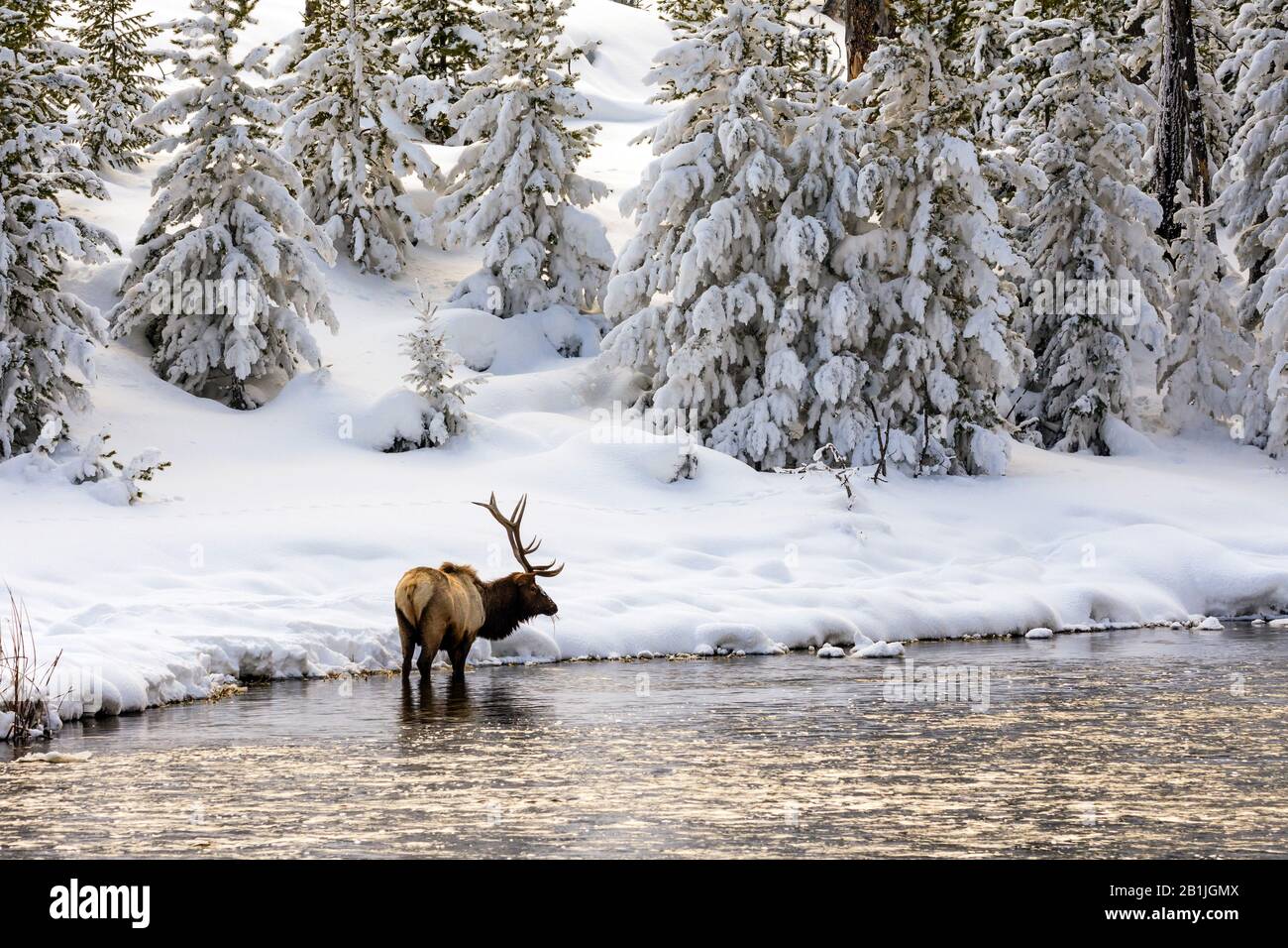 Shira’s, Shiras, Yellowstone orignal, Shiras Bull Moose (Alces alces shirasi, Alces shirasi), bull elk se tenant à Madison River en hiver, États-Unis, Wyoming, Yellowstone National Park, West Yellowstone Banque D'Images Shira’s, Shiras, Yellowstone orignal, Shiras Bull Moose (Alces alces shirasi, Alces shirasi), bull elk se tenant à Madison River en hiver, États-Unis, Wyoming, Yellowstone National Park, West Yellowstone Banque D'Images