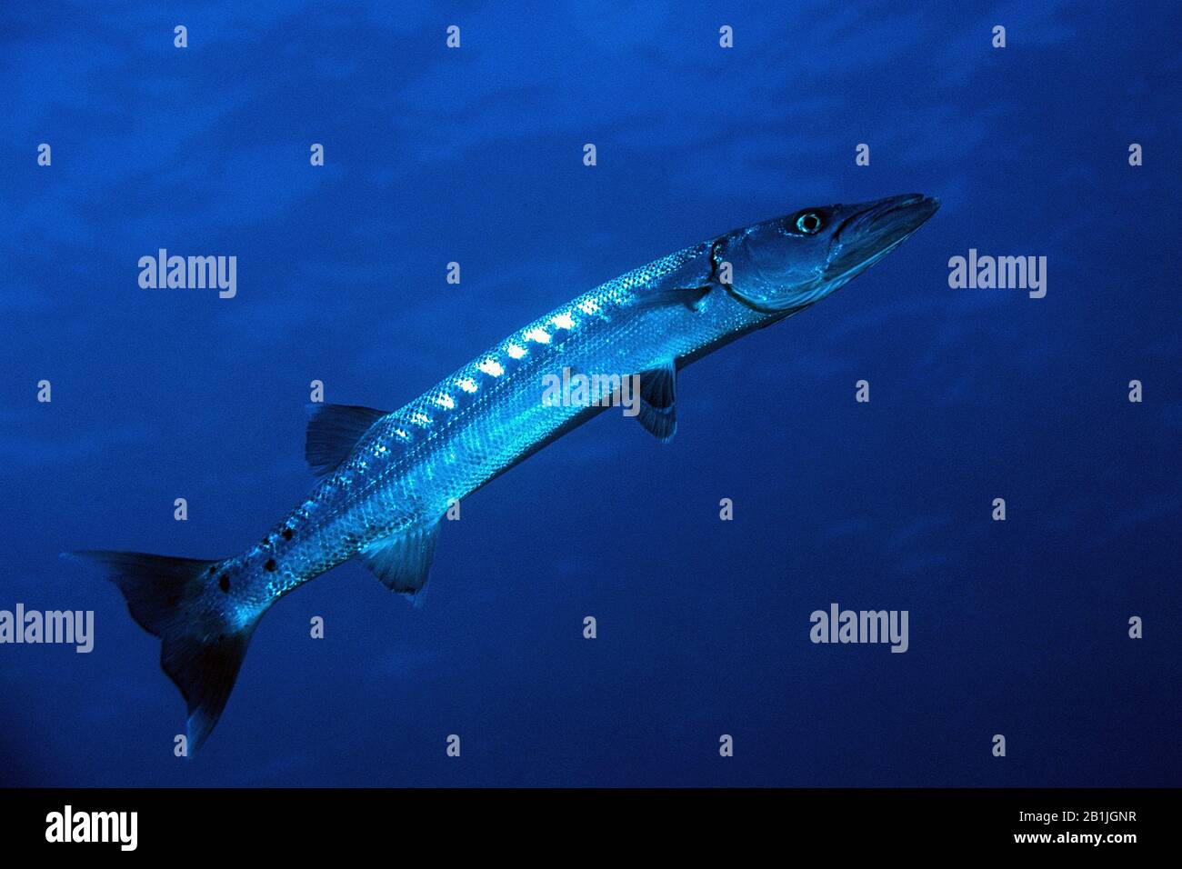 Grand barracuda (Sphyraena barracuda), vue latérale, Antilles néerlandaises, Curaçao Banque D'Images