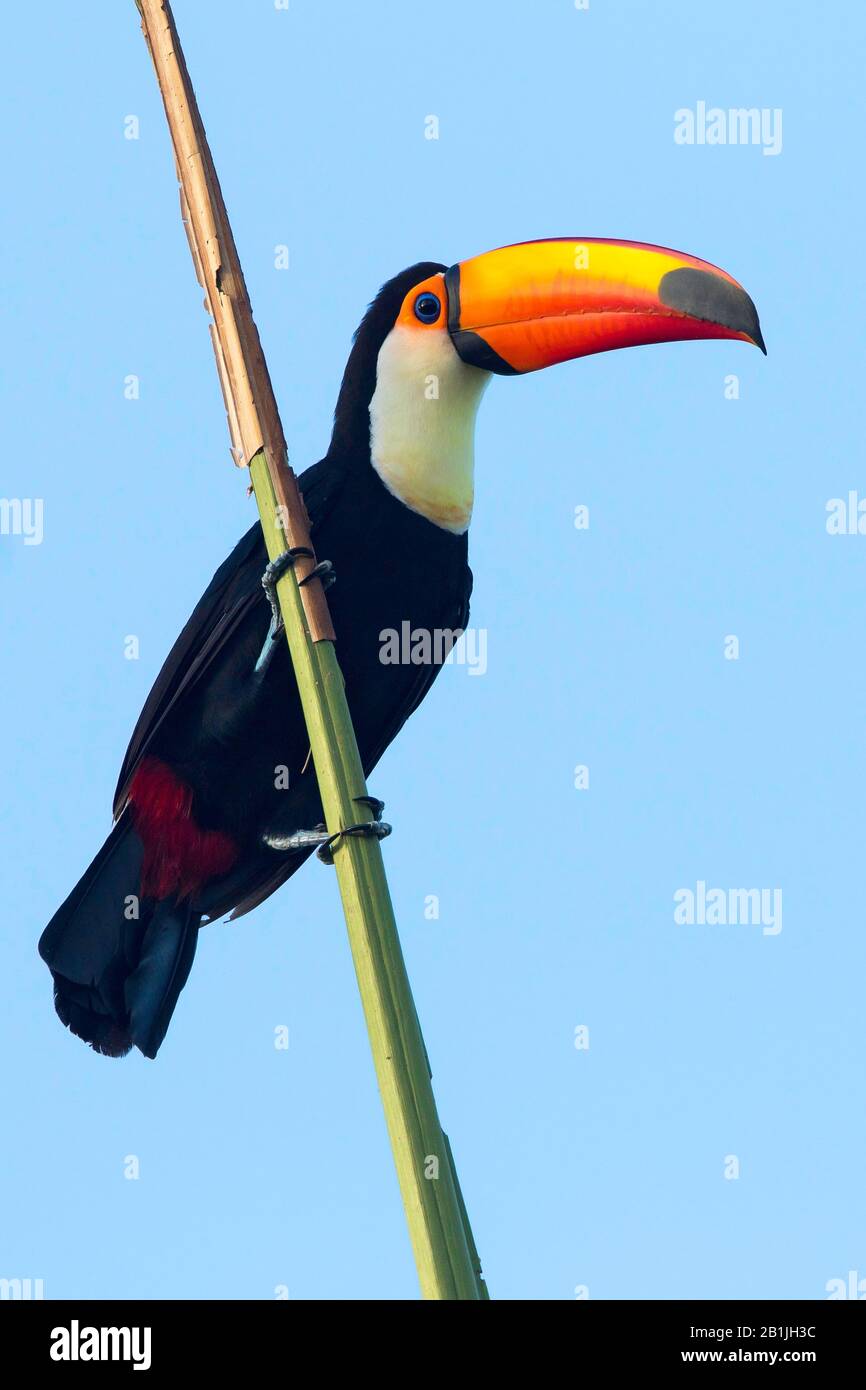 Toco toucan, Toucan, Toucan commun (Ramphastos toco), assis à un sprint, Guyane Banque D'Images