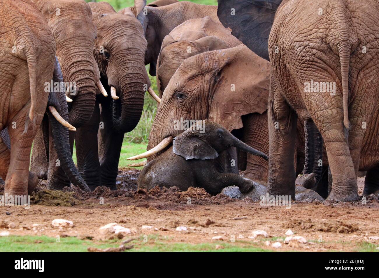 Éléphant d'Afrique (Loxodonta africana), bain de boue, Afrique du Sud, Lowveld, Parc national Krueger Banque D'Images