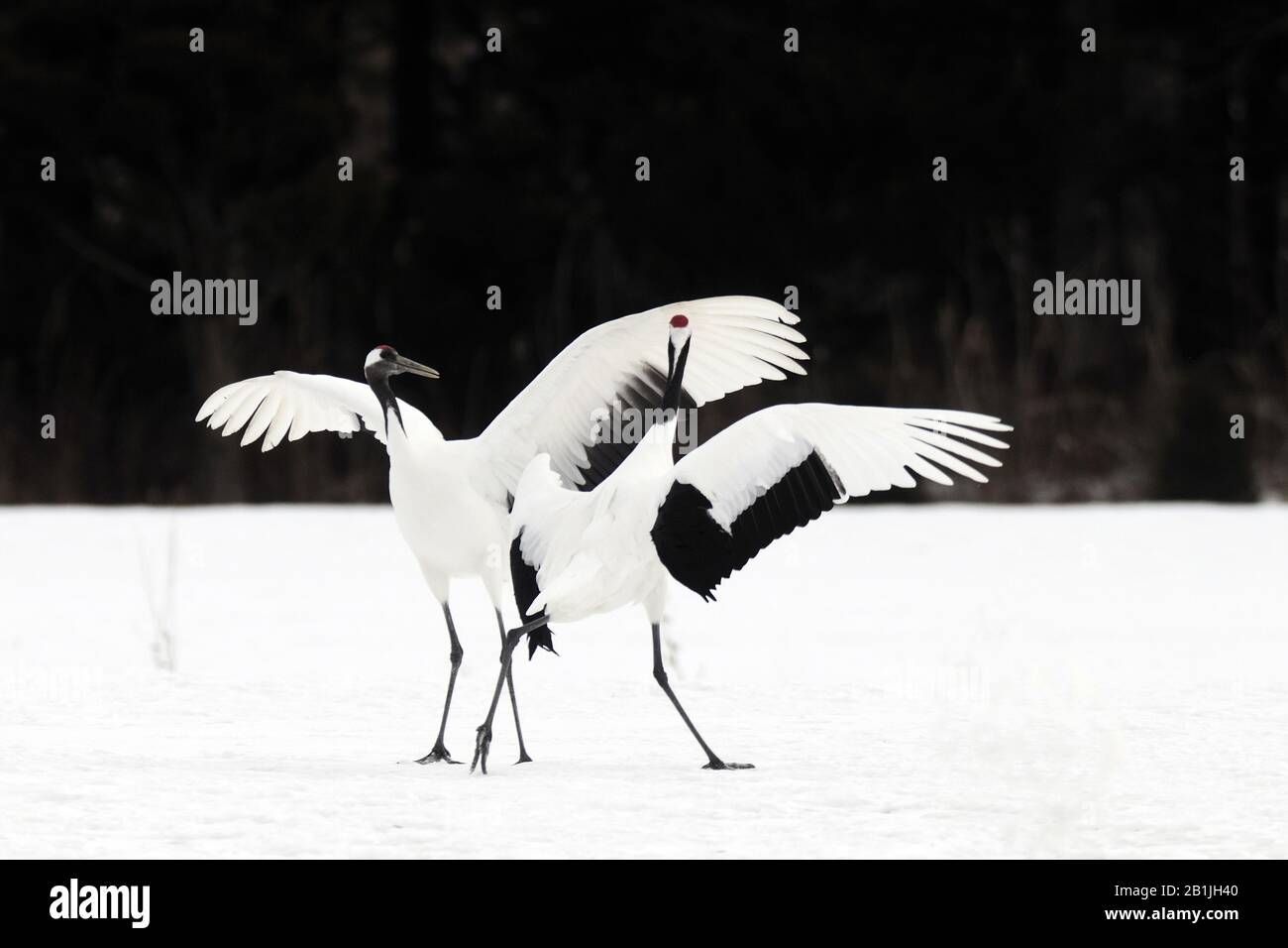 Grue Manchurienne, grue à couronne rouge (Grus japonensis), grues dansantes, Japon, Hokkaido, Tsurui Banque D'Images