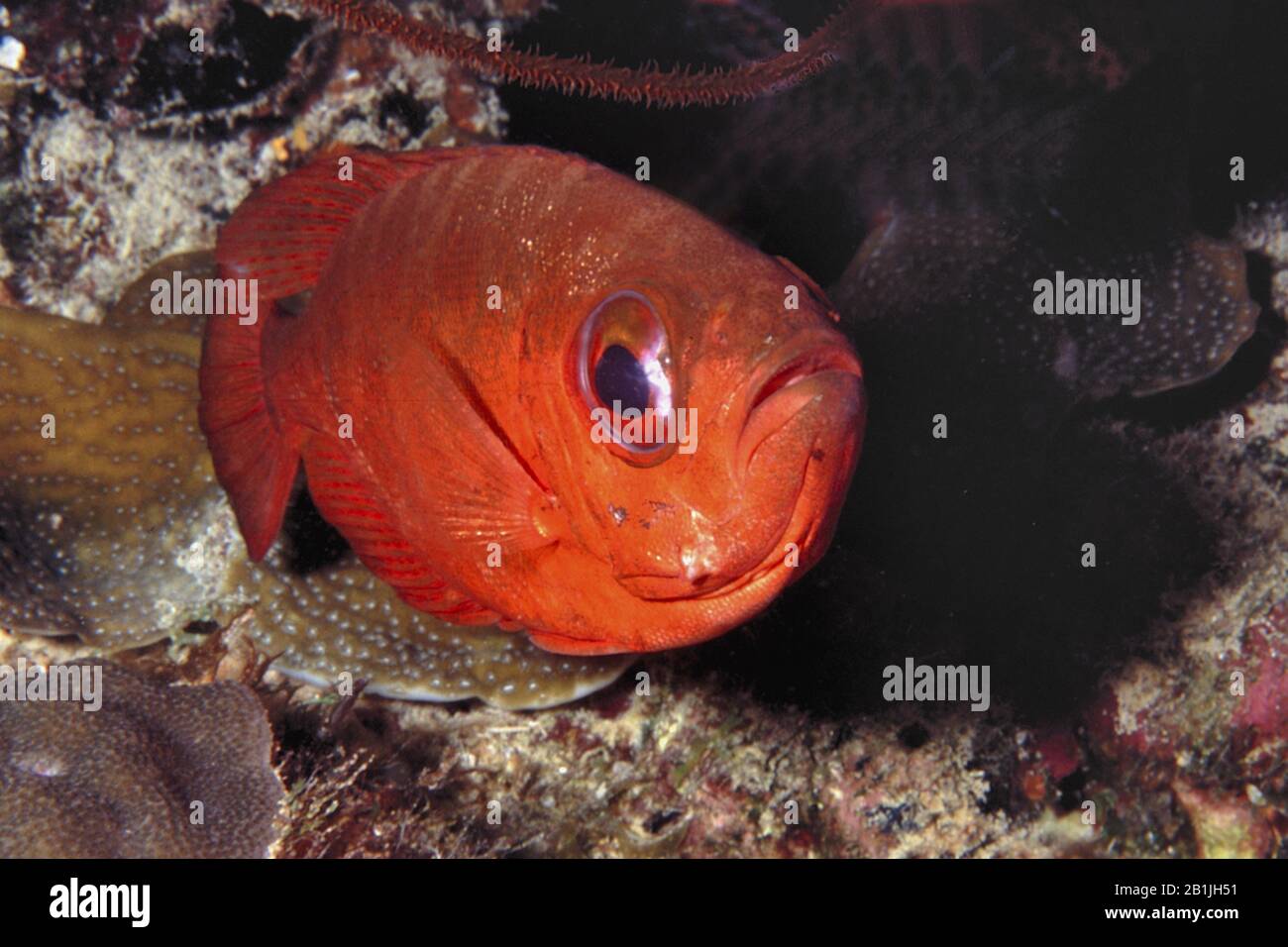 Glasseye vivaner (Heteropriacanthus cruentatus), Antilles néerlandaises, Curaçao Banque D'Images
