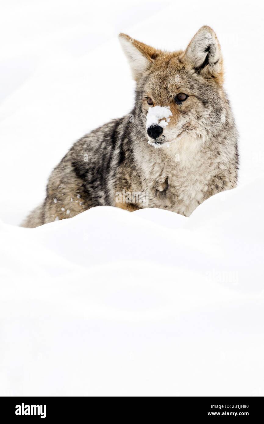Coyote (Canis latrans), debout dans la neige, aux États-Unis, au Wyoming, au parc national de Yellowstone Banque D'Images