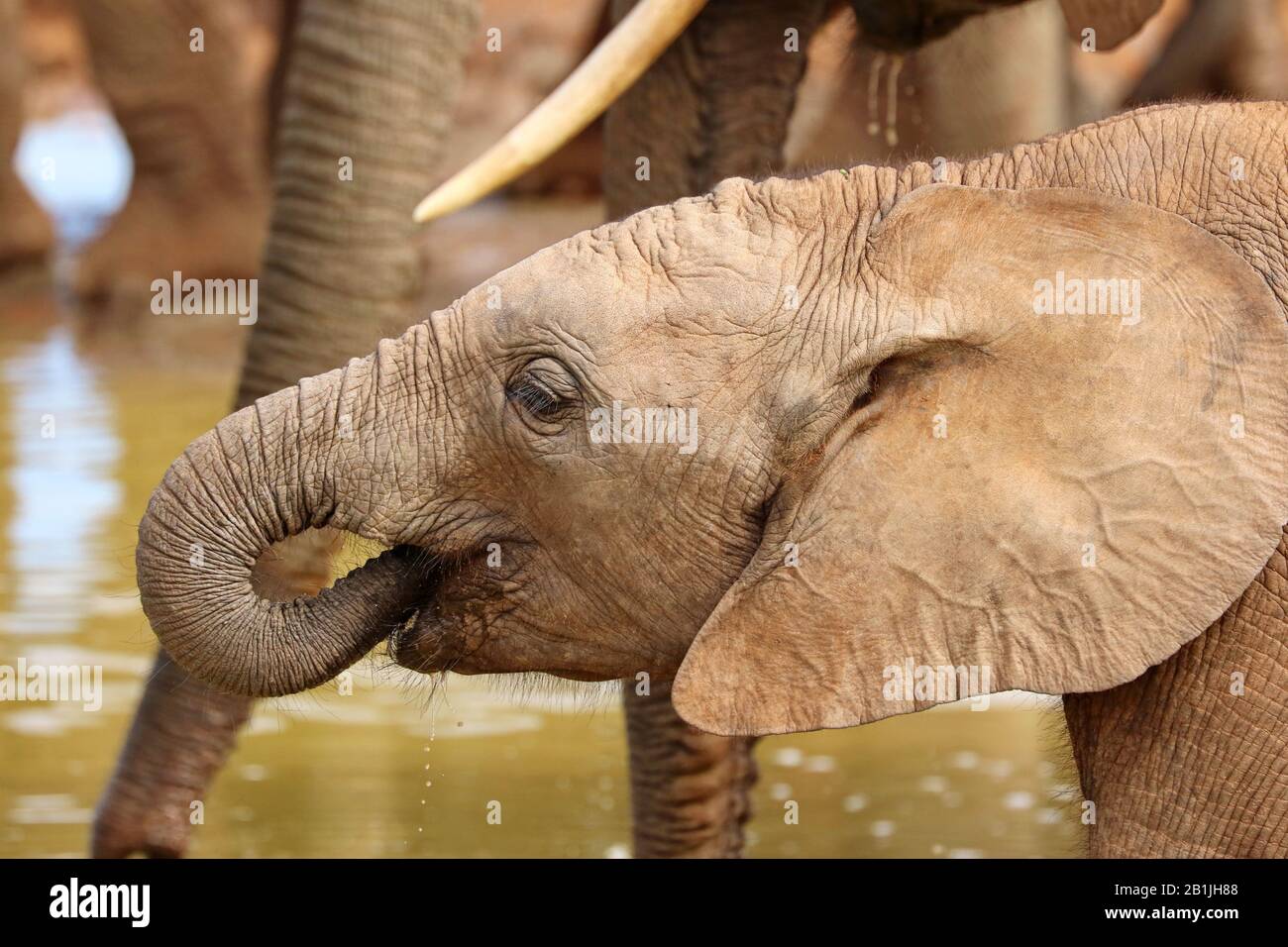 Éléphant d'Afrique (Loxodonta africana), boissons, Afrique du Sud, Lowveld, Parc national Krueger Banque D'Images