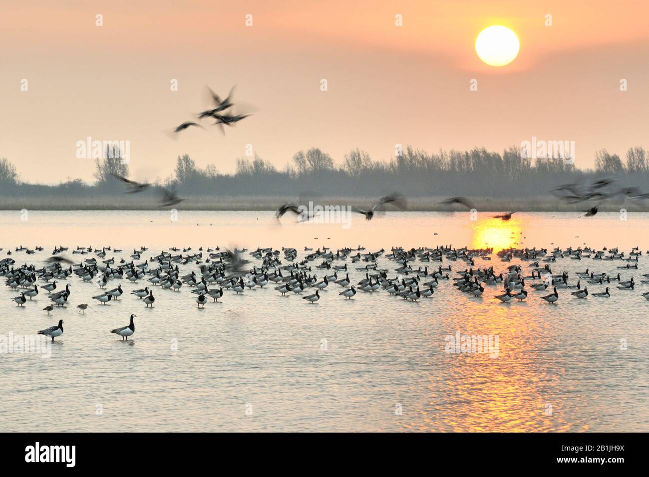 Parc National De Lauwersmeer Au Lever Du Soleil, Pays-Bas, Frise, Parc National De Lauwersmeer, Ezumakeeg Banque D'Images