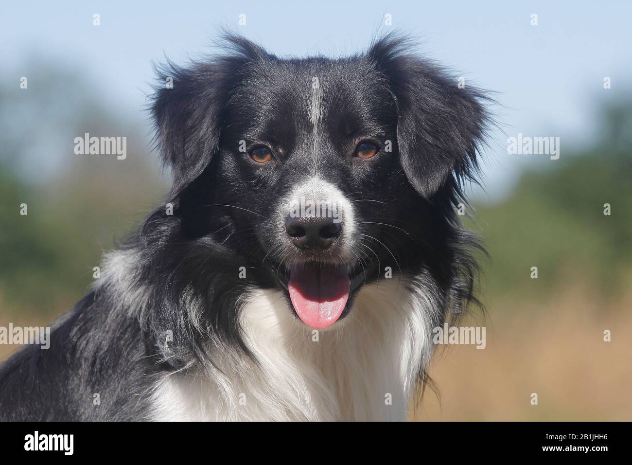 Berger australien (Canis lupus F. familiaris), Berger australien miniature, chien masculin, dix mois, portrait, Allemagne Banque D'Images