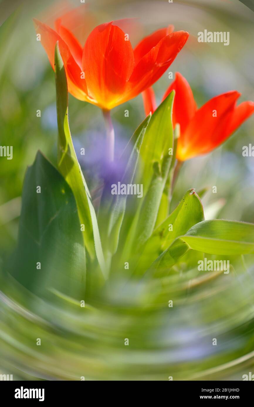 Tulipe de jardin commune (Tulipa spec.), tulipes rouges dans un pré avec aliénation Banque D'Images