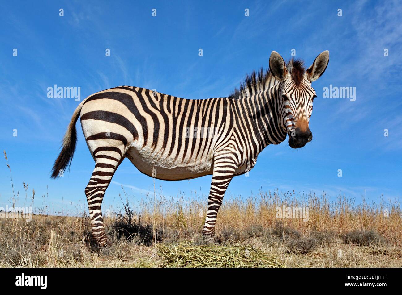 Hartmann's Mountain Zebra, Mountain Zebra (Equus zebra hartmannae), zébra foal debout dans la savane, Afrique du Sud, Lowveld, Krueger National Park Banque D'Images