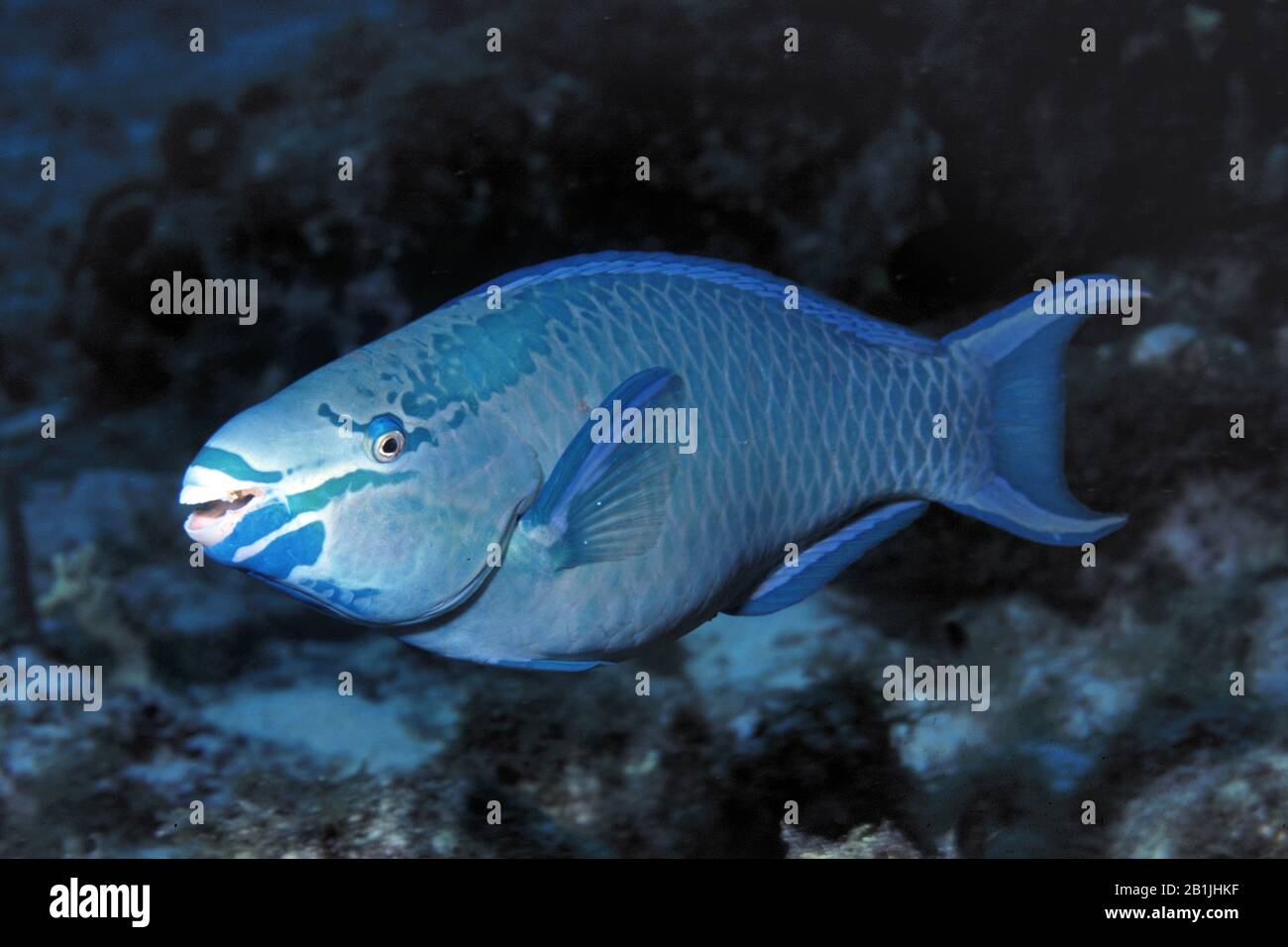 Grand Poisson (Scaras vetula), vue latérale, Antilles néerlandaises, Curaçao Banque D'Images