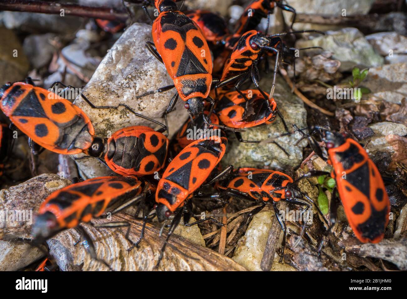 Firebug (Pyrrhocoris apterus), groupe sur terre pierreuse, Allemagne Banque D'Images