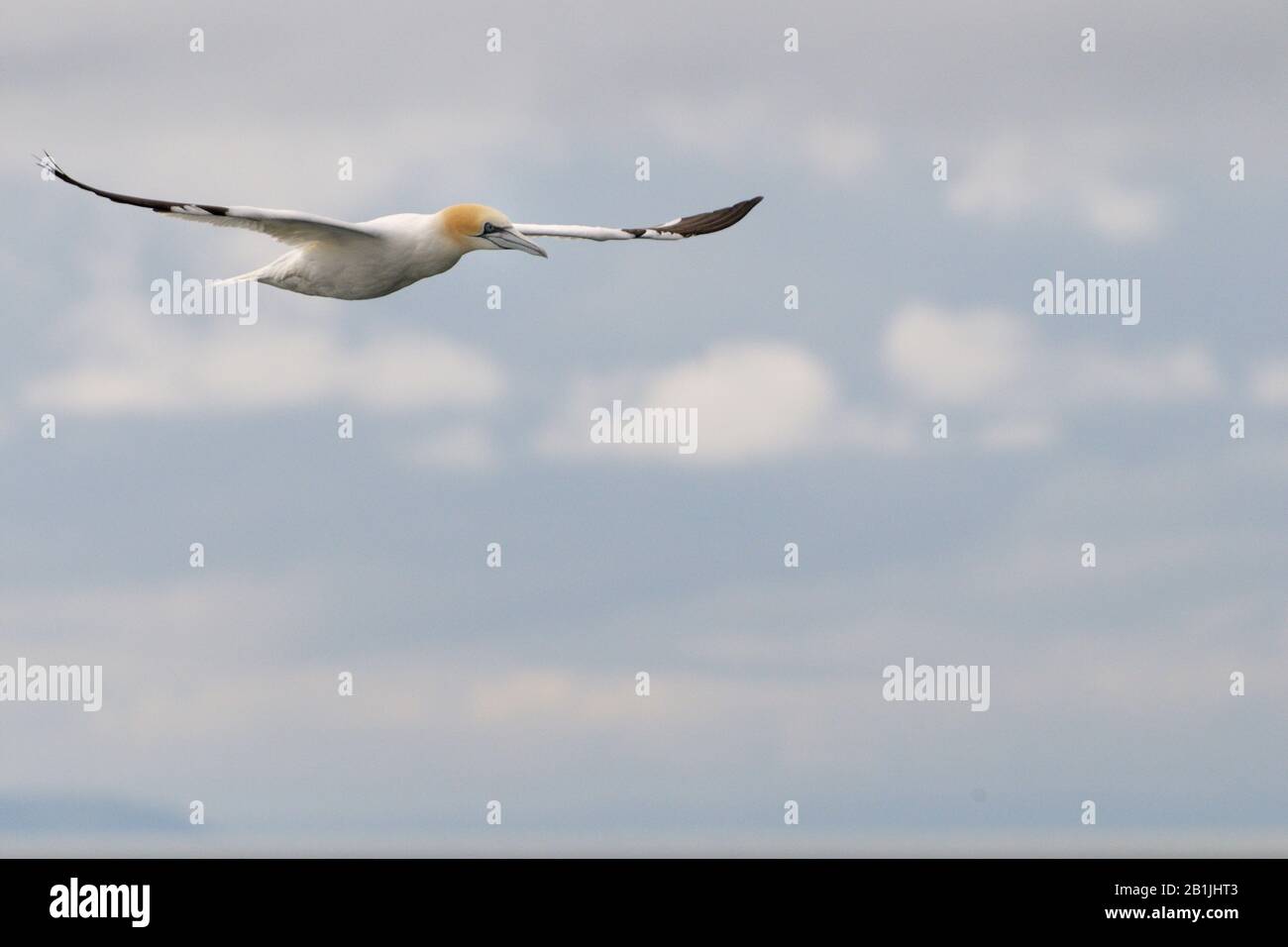 Gannet du Nord (Sula bassana, Morus bassanus), en vol aux Pays-Bas Banque D'Images