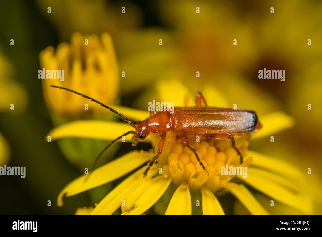 Coléoptère soldat rouge commun sangsummere coléoptère de l'amande (Rhagonycha fulva), assis sur une fleur jaune, vue de côté, Allemagne Banque D'Images