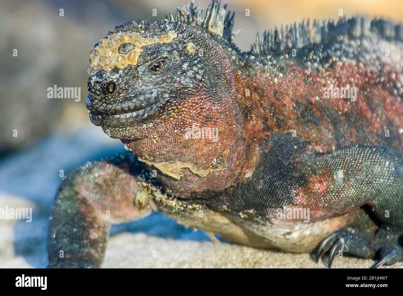 Espanola marine iguana (Amblyrhynchus cristatus venustissimus, Amblyrhynchus cristatus ssp. Venustissimus, Amblyrhynchus venustissimus), portrait, vue latérale, Équateur, îles Galapagos, Espanola Banque D'Images
