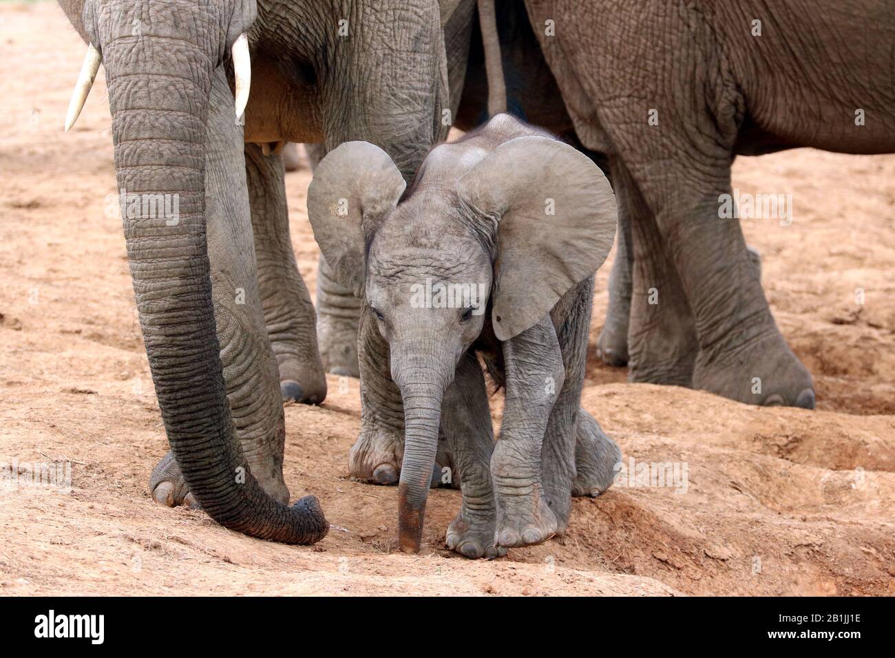 Éléphant d'Afrique (Loxodonta africana), peuplements, Afrique du Sud, Lowveld, Parc national Krueger Banque D'Images