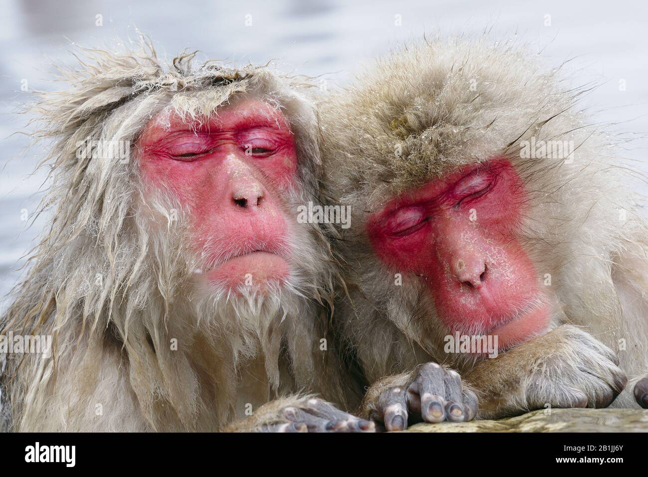Macaque japonais, singe neigeux (Macaca fuscata), deux singes neigeux dormant dans un printemps chaud, portrait, Japon, Nagano, Jigokudani Yaen Koen Banque D'Images