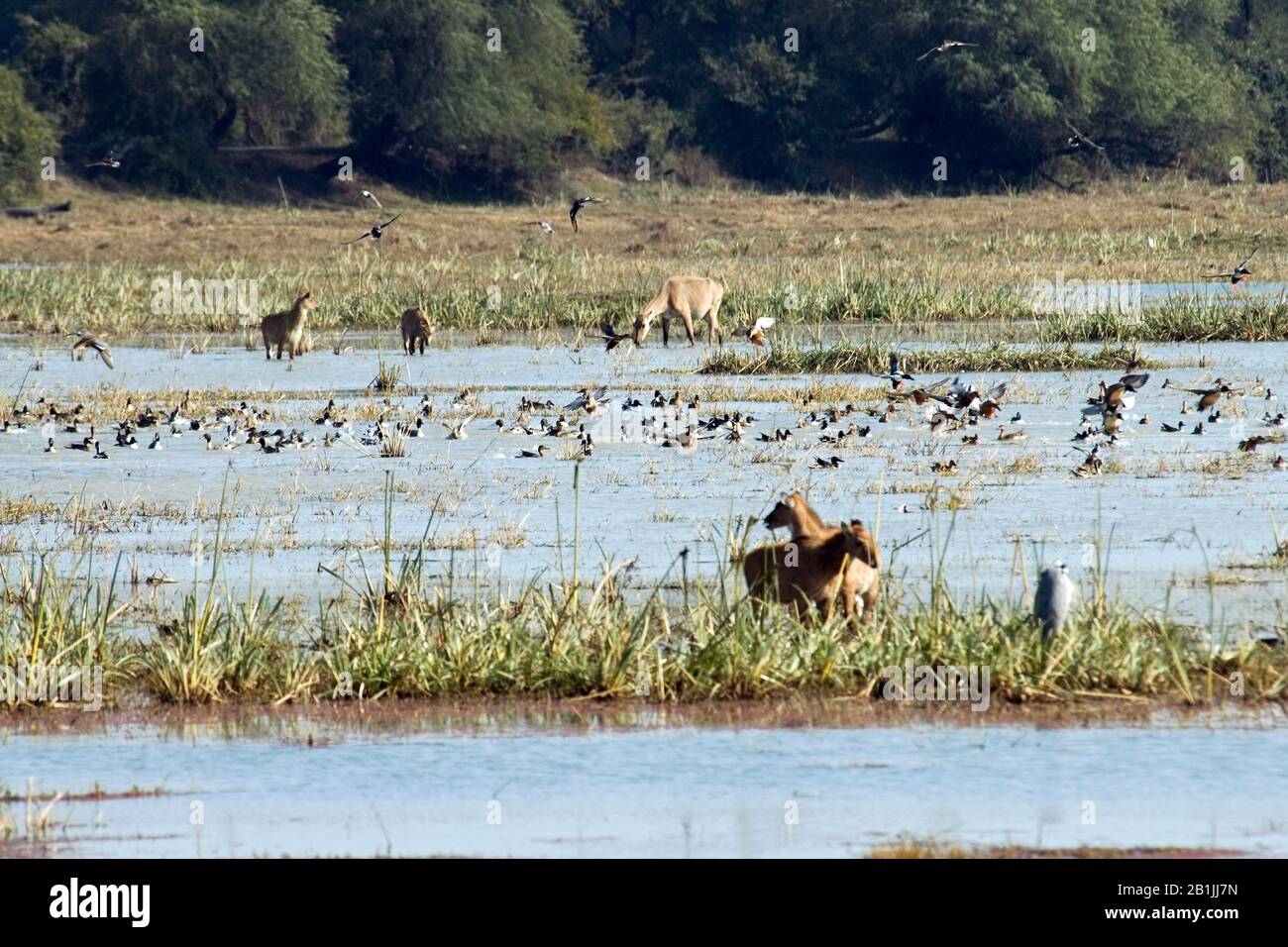 Sambar cerf, Sambar (Rusa unicolor, Cervus unicolor), lac à Bharatpur plein d'oiseaux, Inde, Bharatpur Banque D'Images