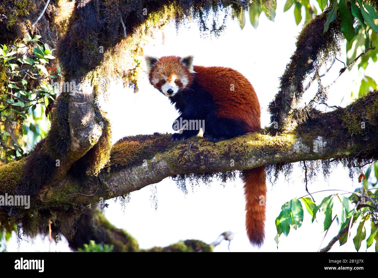 Moindre panda, rouge panda (Ailurus fulgens), se trouve sur une branche, Inde, Himalaya Banque D'Images