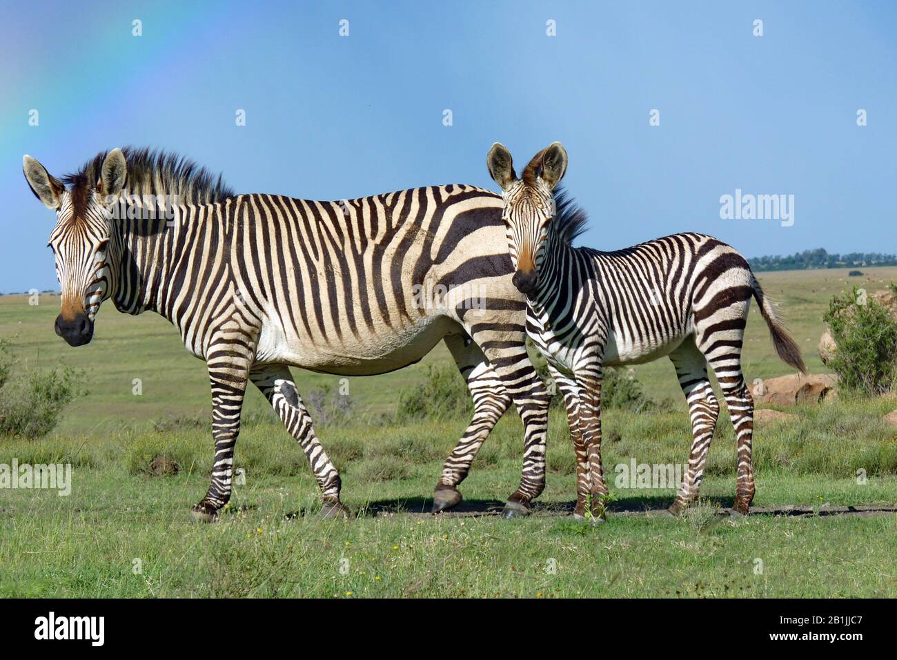 Hartmann's Mountain Zebra, Mountain Zebra (Equus zebra hartmannae), zèbre mare avec zébra foal dans un pré, vue latérale, Afrique du Sud, Lowveld, Parc national Krueger Banque D'Images