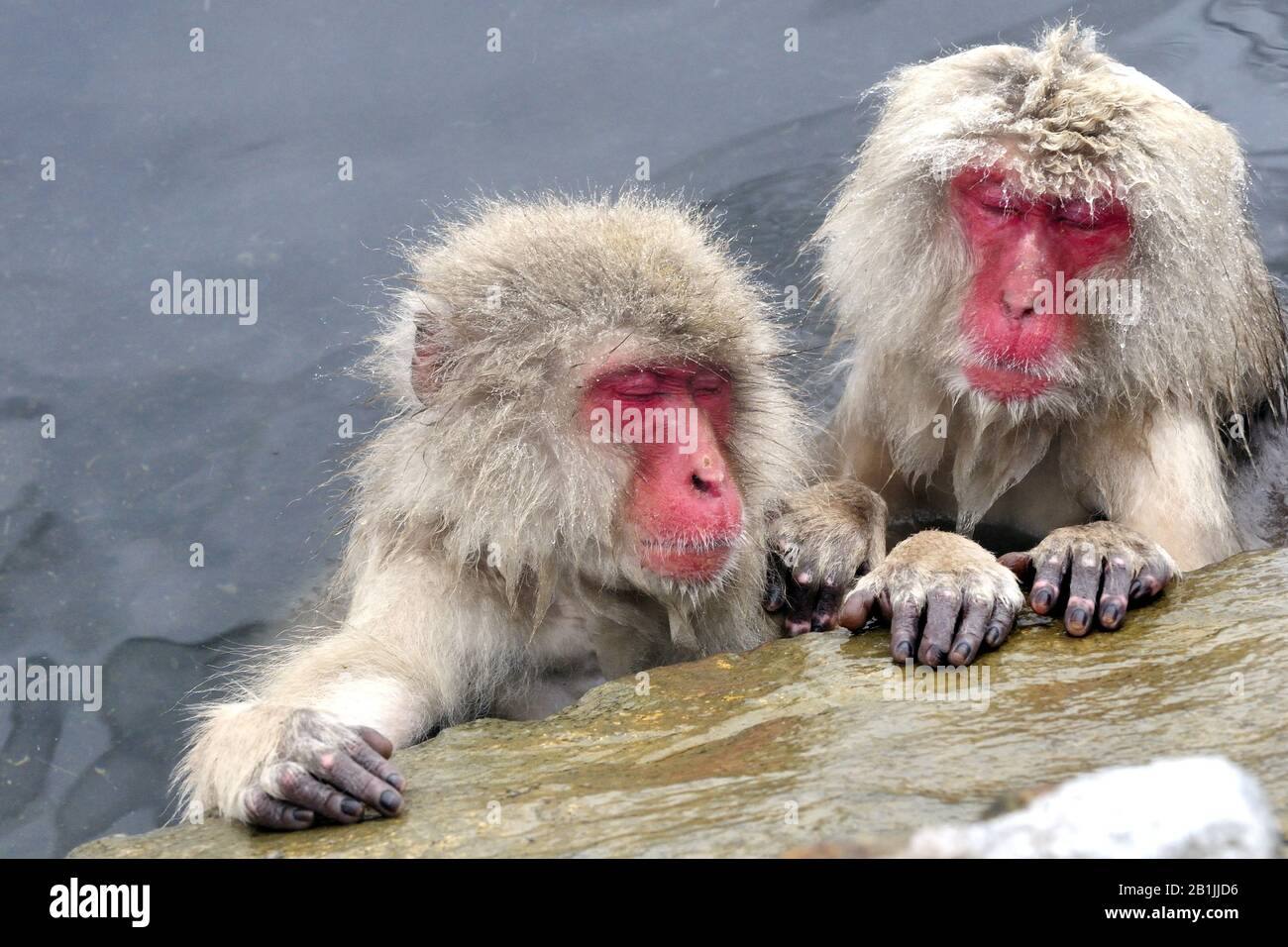 Macaque japonais, singe neigeux (Macaca fuscata), deux singes neigeux dormant dans un printemps chaud, portrait, Japon, Nagano, Jigokudani Yaen Koen Banque D'Images
