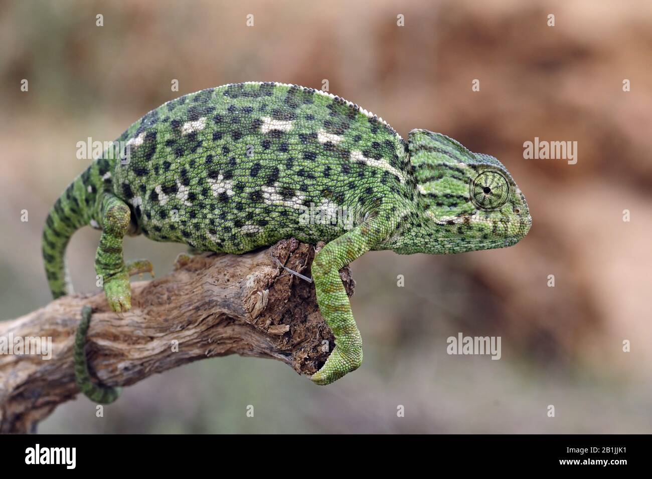 Caméléon méditerranéen, caméléon africain, caméléon commun (Chamaeleo chamaeleon), assis sur une branche morte, vue latérale, Portugal, Algarve, Olhao Banque D'Images