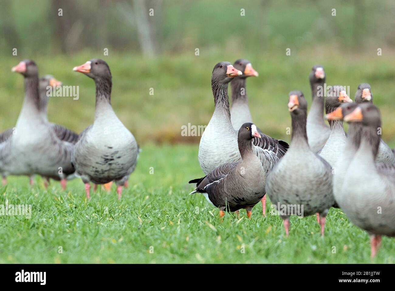 Petite oie à la façade blanche (Anser erthropus), dans un pré entre une troupe d'oies grises, Allemagne Banque D'Images