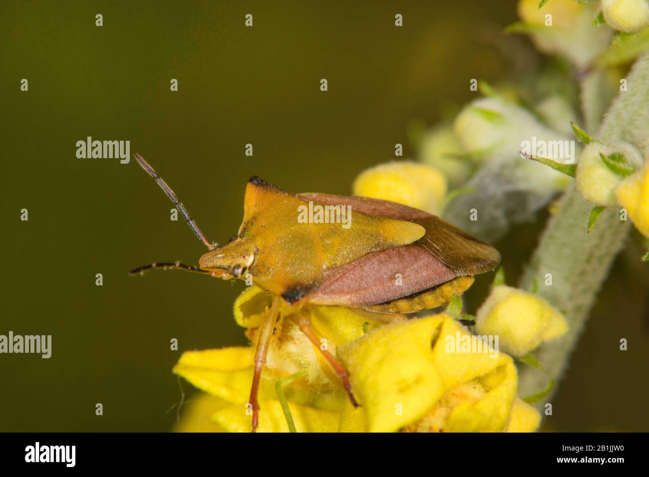 Bug de protection rouge, bug de protection Skull (Carpocoris fuscispinus, Carpocoris medMediterraneus atlanticus), assis sur une fleur jaune, vue latérale, Allemagne Banque D'Images