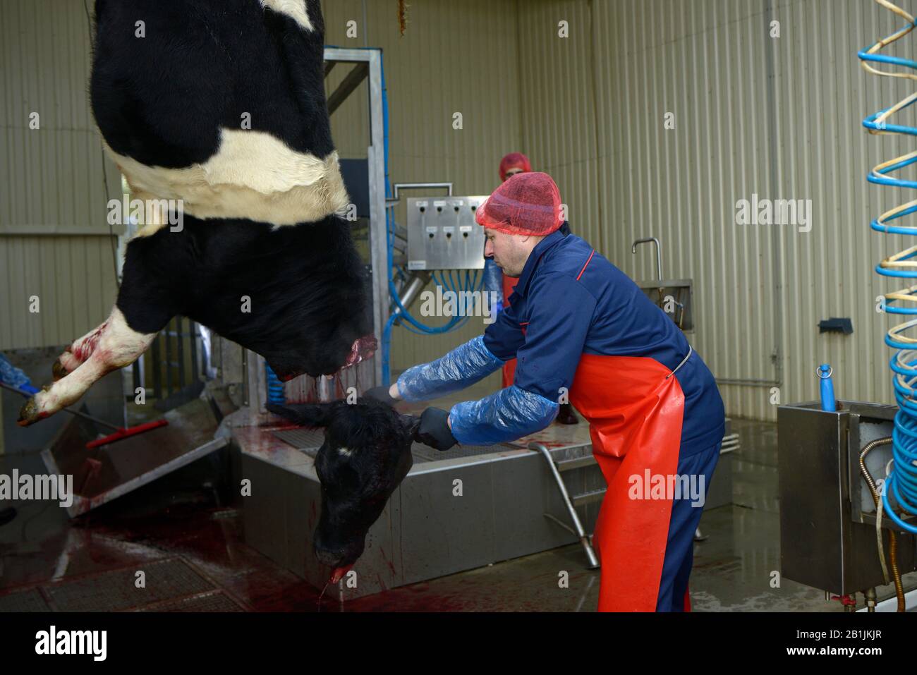 À l'abattoir. Boucherie coupant la gorge du tca à l'aide d'un couteau. 22 Avril 2019. Kiev, Ukraine Banque D'Images