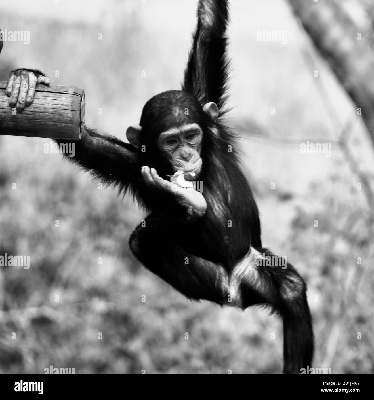 Afrique du Sud, dans un sanctuaire chimpanzé. Banque D'Images