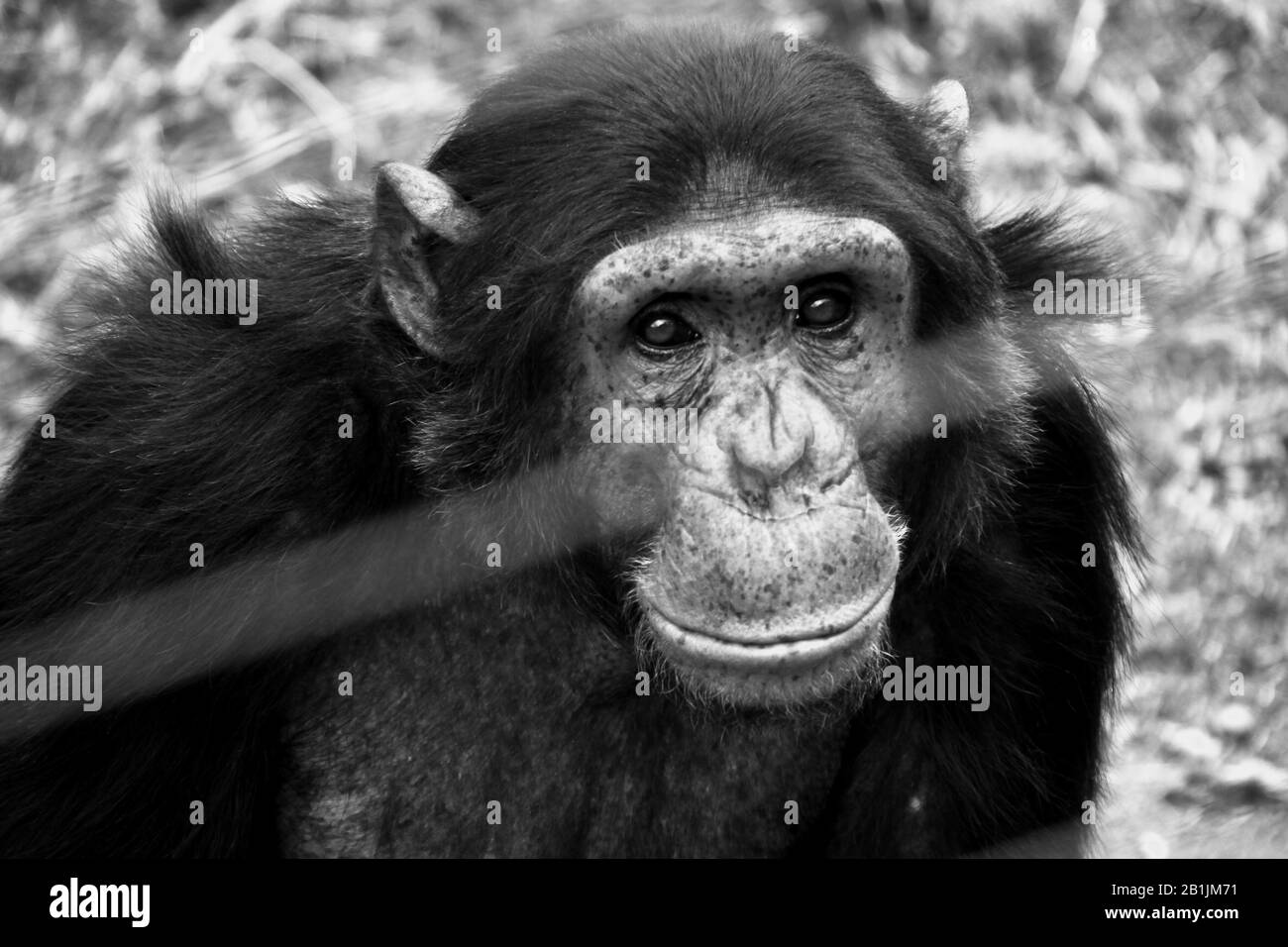 Afrique du Sud, dans un sanctuaire chimpanzé. Banque D'Images