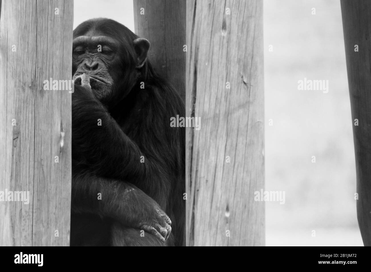 Afrique du Sud, dans un sanctuaire chimpanzé. Banque D'Images