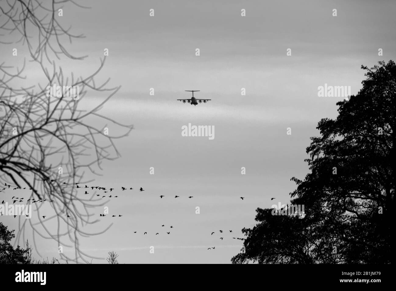 Avion et oiseaux volant Banque D'Images