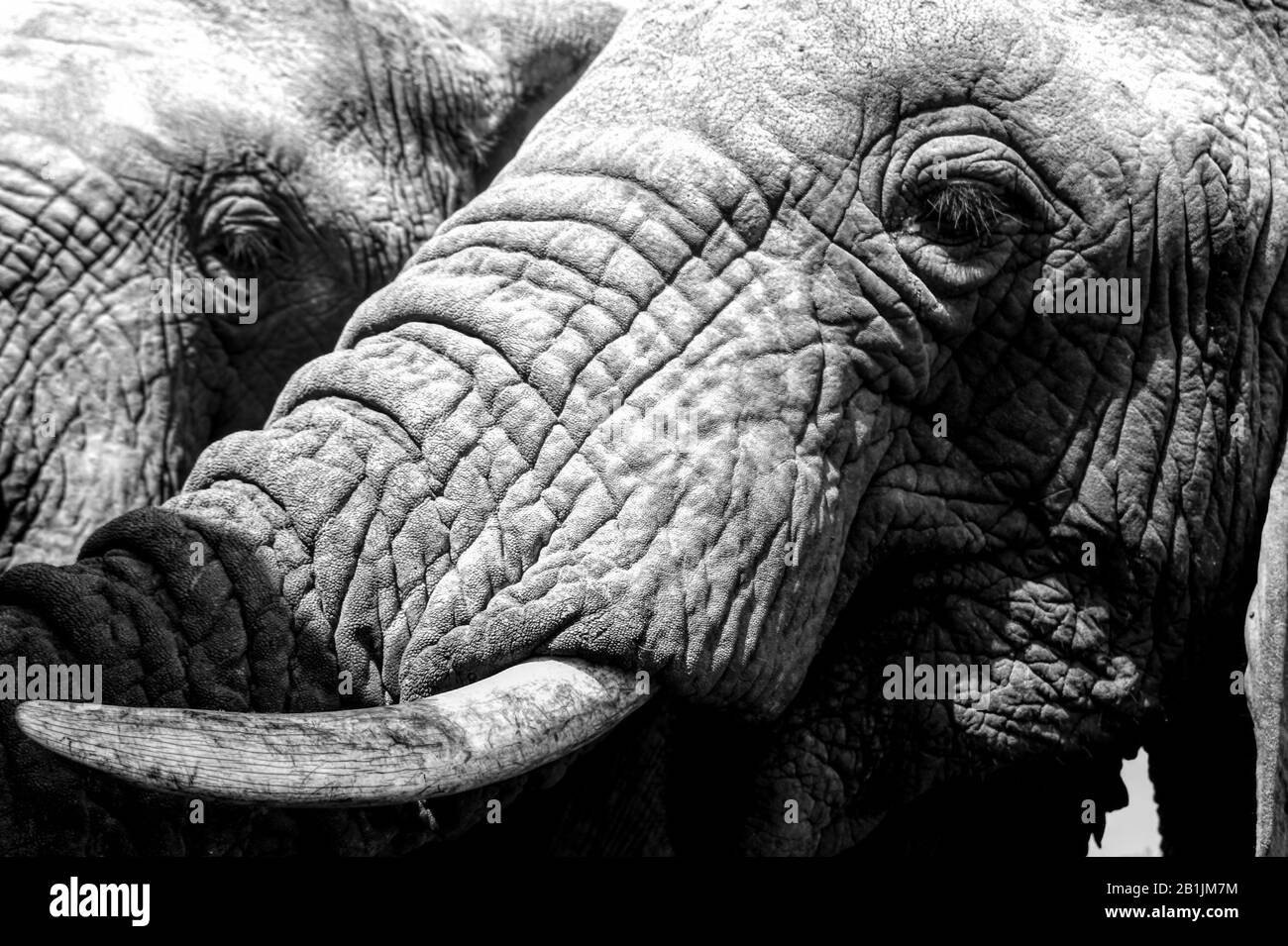 Parc National Kruger, Afrique Du Sud. Les bébés éléphants traversent et profitent du soleil avec leurs parents. Banque D'Images