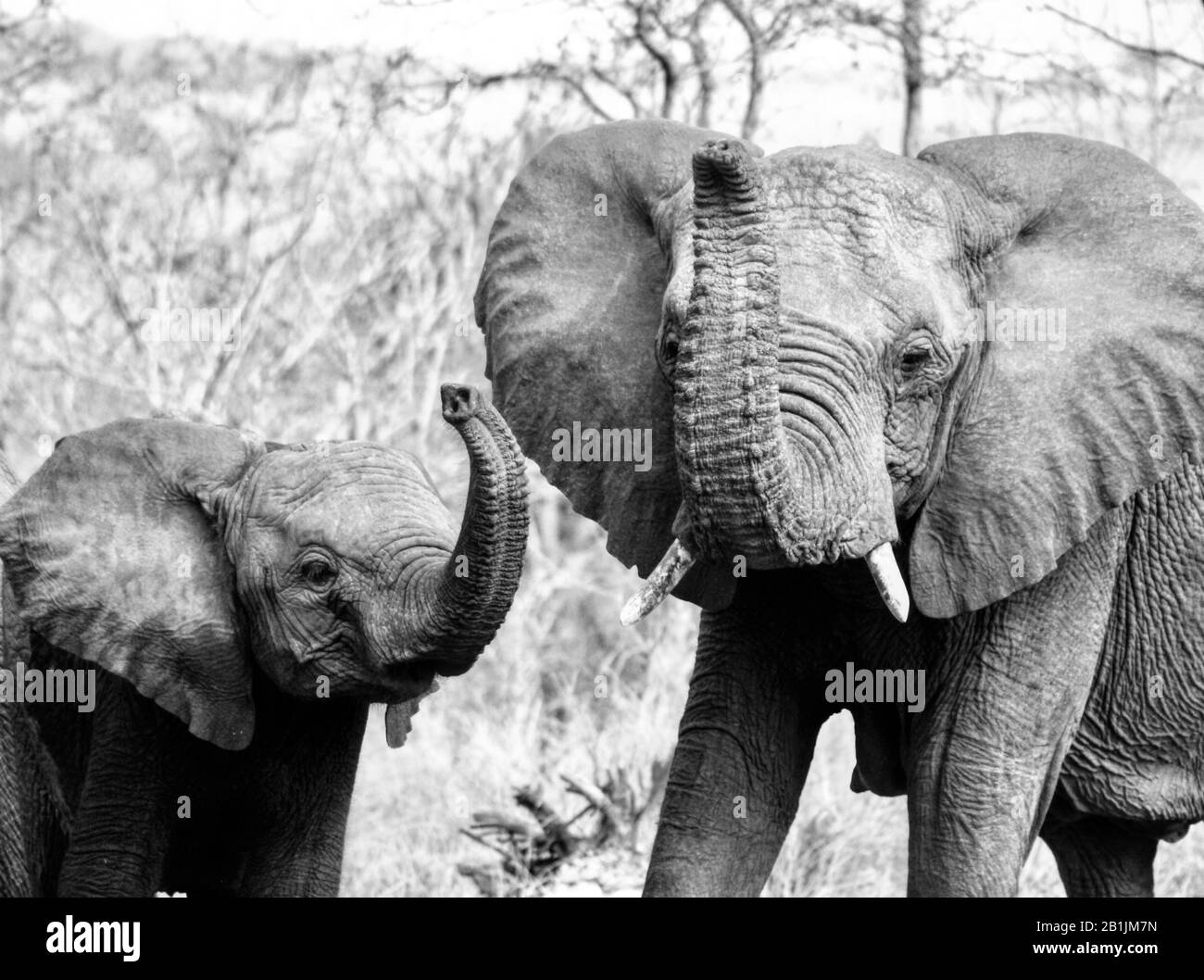 Parc National Kruger, Afrique Du Sud. Les bébés éléphants traversent et profitent du soleil avec leurs parents. Banque D'Images