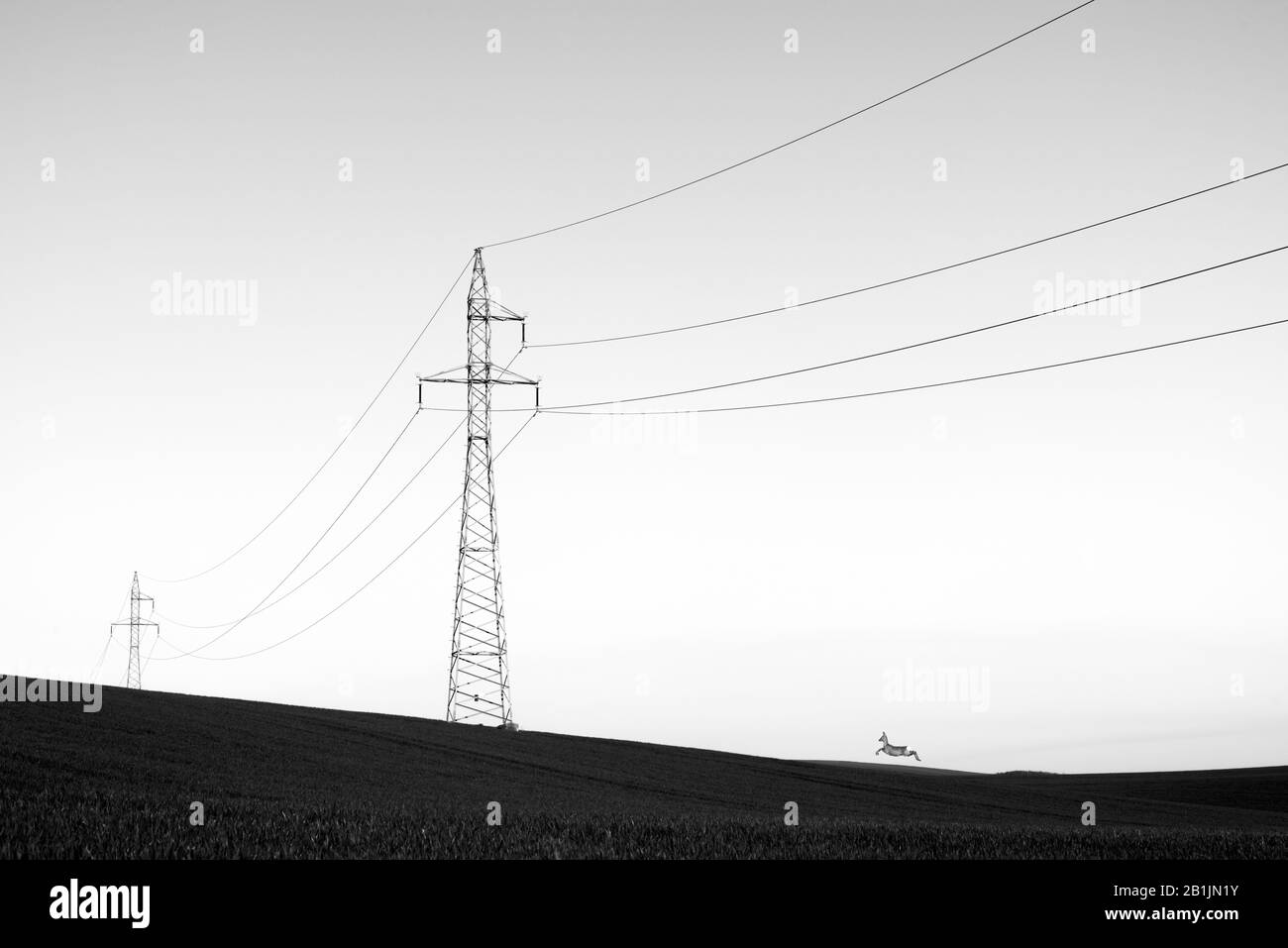 Paysage noir et blanc avec ligne électrique et cerf de saut dans le domaine agricole de la Moravie du Sud, République tchèque Banque D'Images