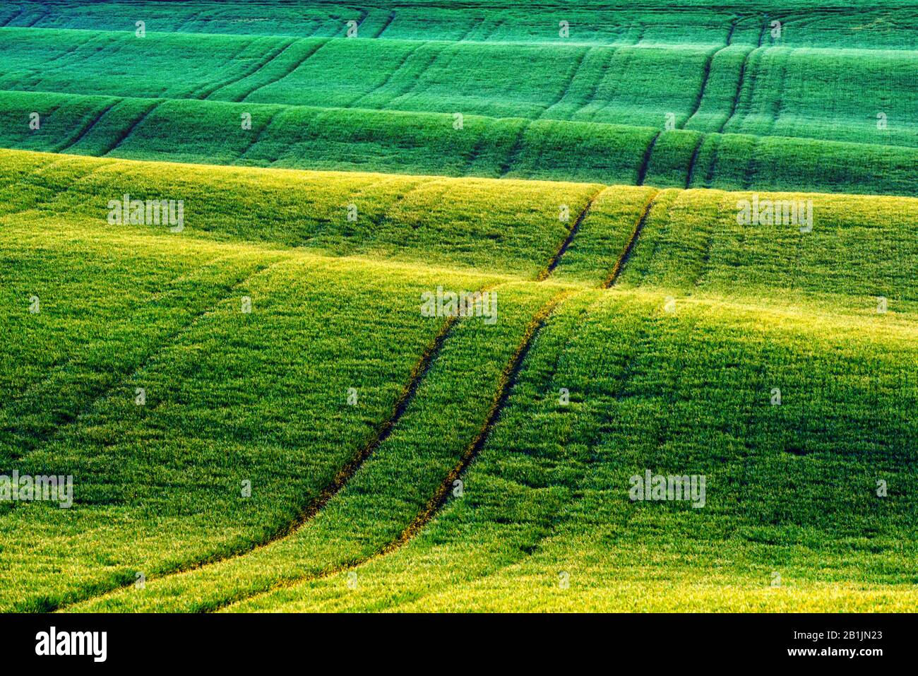 Les rangées de blé vert et les vagues des champs agricoles de la Moravie du Sud, République tchèque. Peut être utilisé comme fond de nature ou texture Banque D'Images