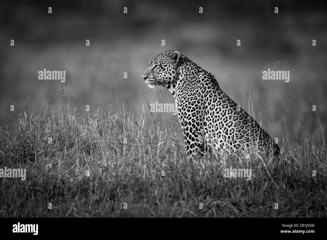 Un grand léopard mâle se trouve dans l'herbe longue dans le profil. Il a un manteau à pois noir et or et est affamé au-dessus de la savane ensoleillée. Tourné avec un Nikon Banque D'Images