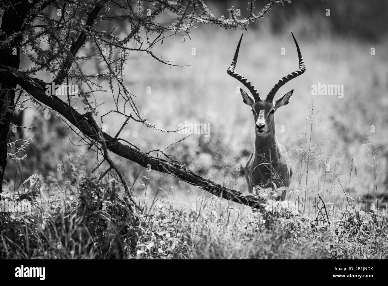 Un mâle impala est regardant prudemment derrière un arbre avec une branche cassée, demi-caché dans l'herbe longue. Il a un pelage brun doré et noir avec w Banque D'Images