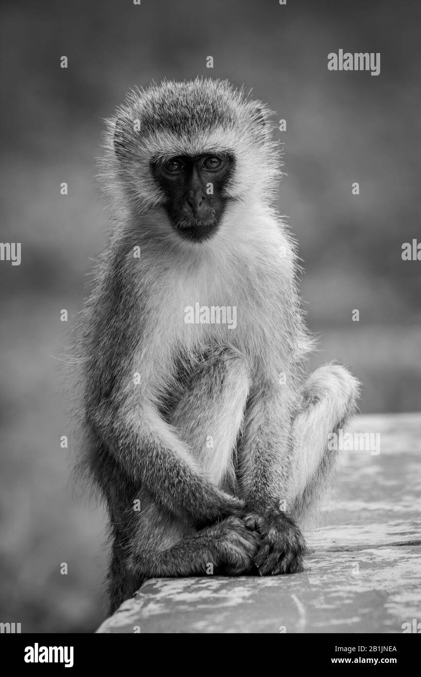 Un singe vervet est assis sur un mur peint vert regardant l'appareil photo avec ses mains reposant sur ses pieds. Il a des yeux bruns, un visage noir et brun et b Banque D'Images