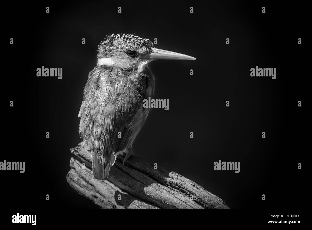 Un kingfisher malachite est perché dans le profil sur une souche d'arbre mort au soleil, en regardant l'appareil photo. Il a des yeux bruns, un bec rouge, un brun, la merde Banque D'Images