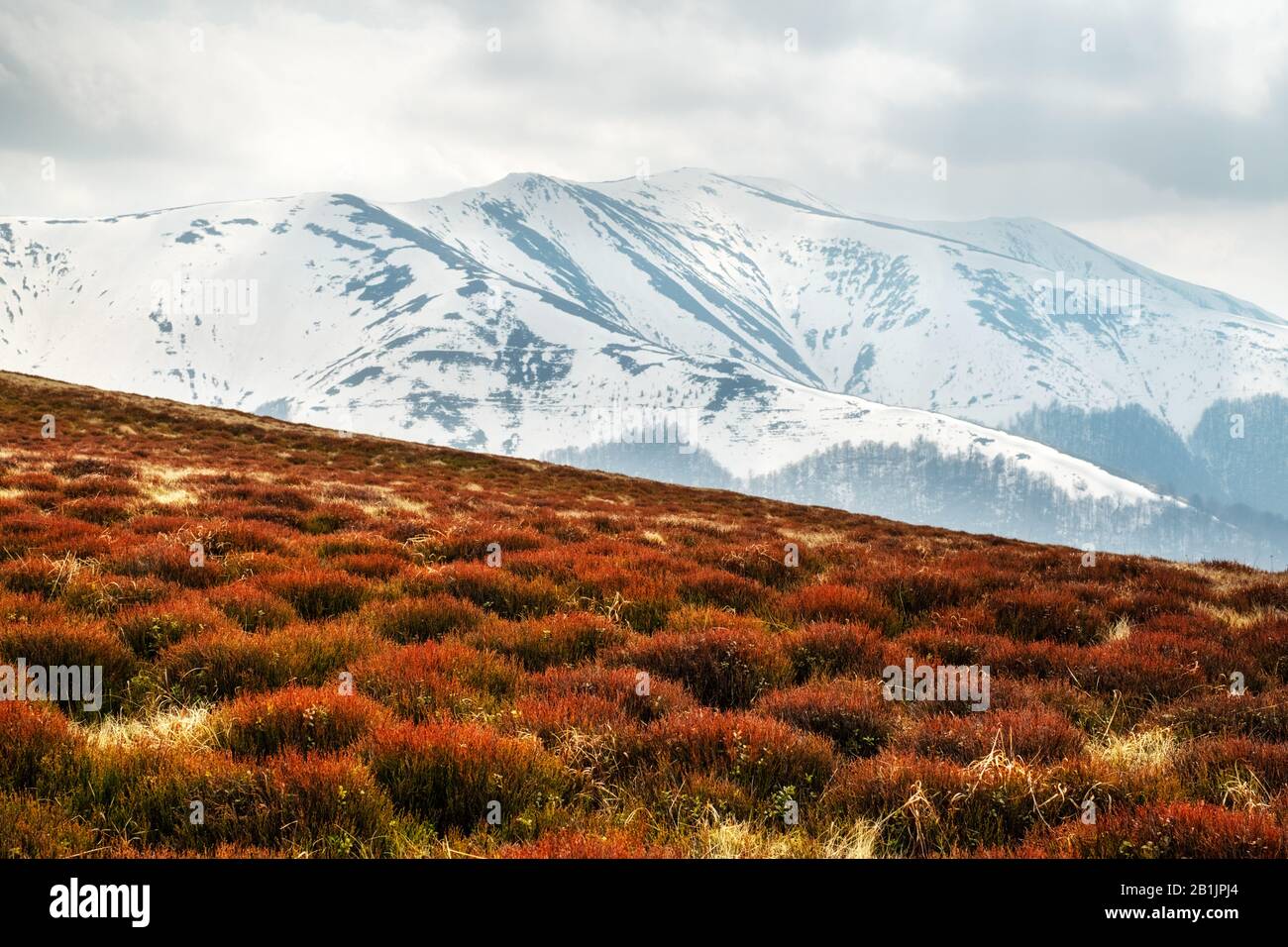 Vue sur les collines herbeuses avec des chaussettes orange et des montagnes enneigées en arrière-plan. Scène de printemps spectaculaire. Photographie de paysage Banque D'Images