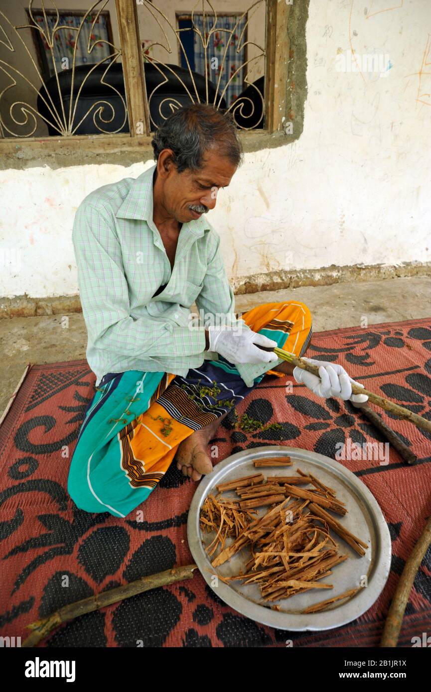 Sri Lanka, province d'Uva, Dombagahawela, Madara, branche fermier pelant cannelle Banque D'Images