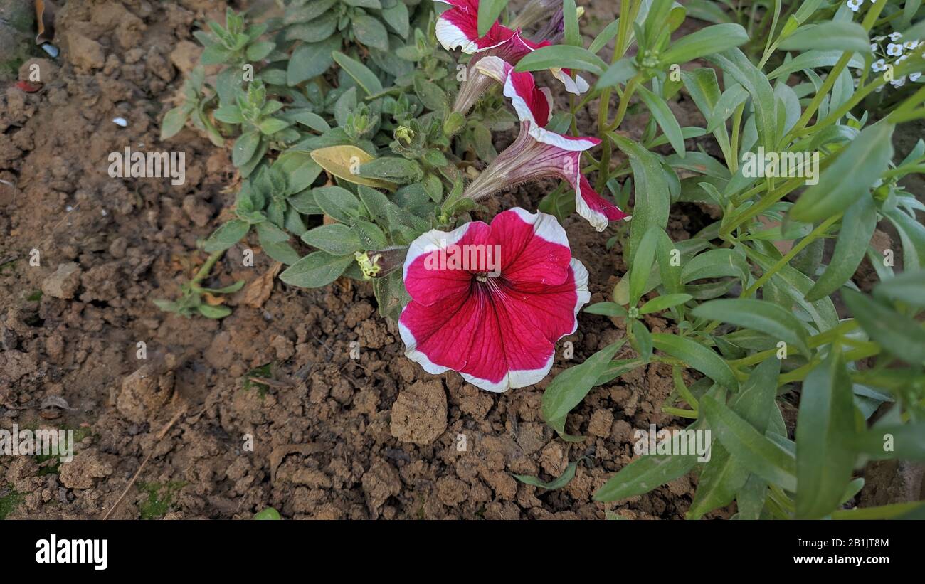 Petunia-un art naturel sous la forme d'une belle fleur créée par dieu Banque D'Images