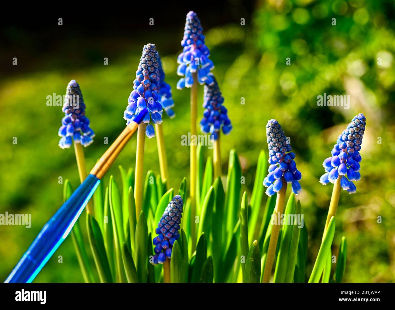 Des hyacinthes de raisin pourpre au soleil. Une brosse bleue symbolise les couleurs fortes de la nature. Banque D'Images