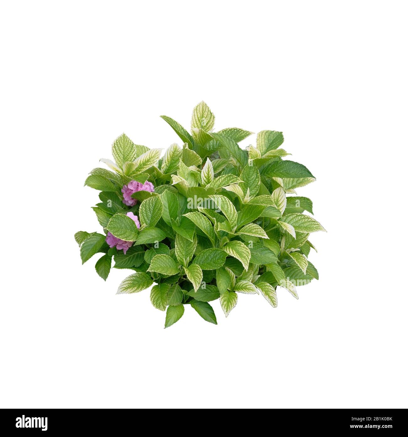 Bague avec fleurs roses violettes isolées sur fond blanc. Bague décorative ronde. Banque D'Images