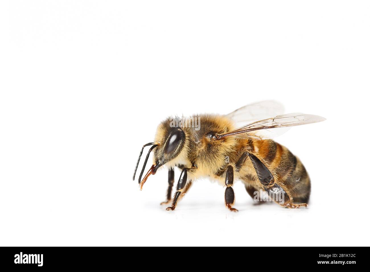abeille isolée sur fond blanc, macro Banque D'Images
