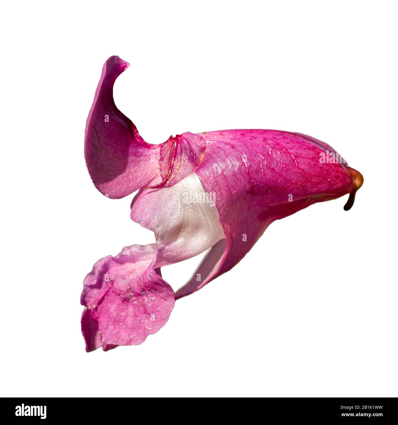 Balsam himalayan (Impatiens glandulifera) fleur isolée sur blanc Banque D'Images