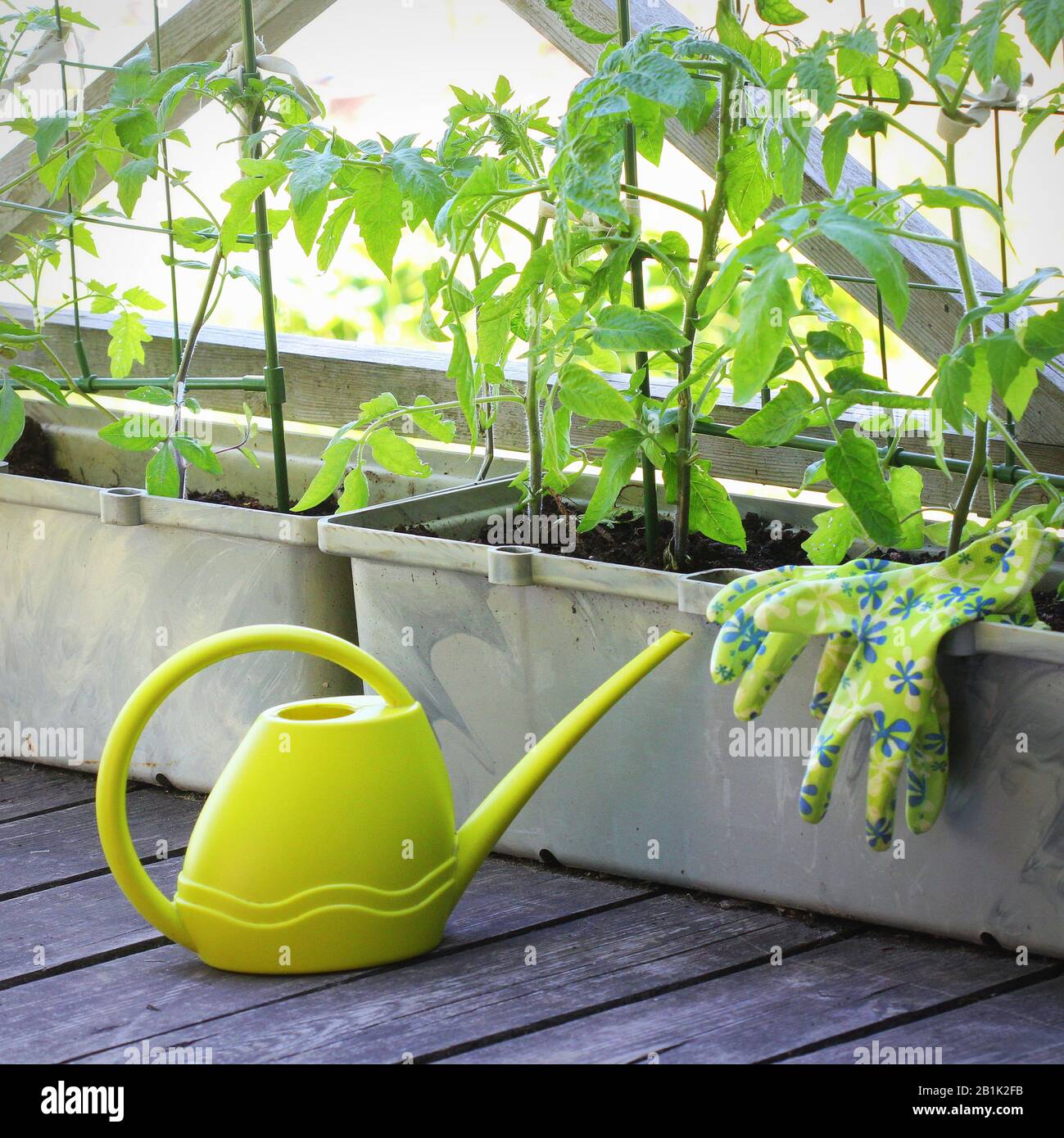 Plantation de plants de tomates.jardin de légumes sur une terrasse. Récipient légumes jardinage. Banque D'Images